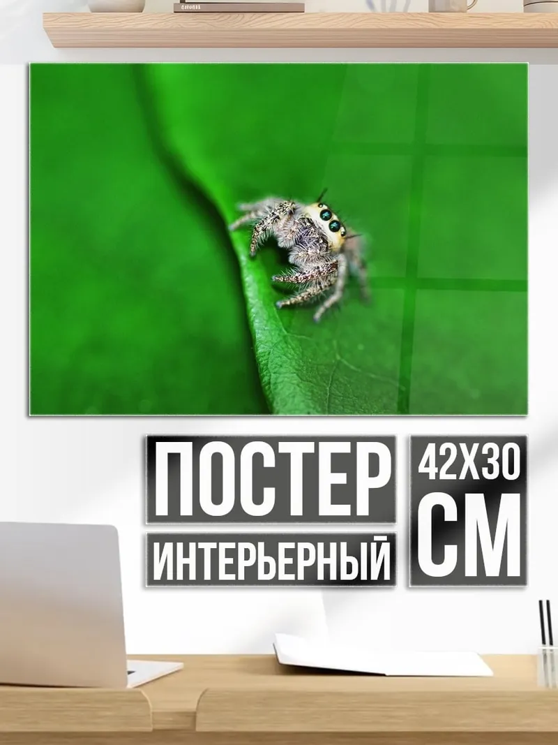 Постер паук на листе