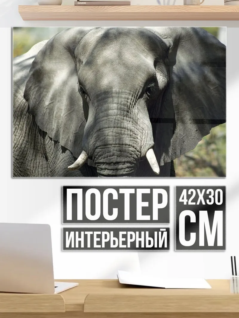 Постер Слон в саванне
