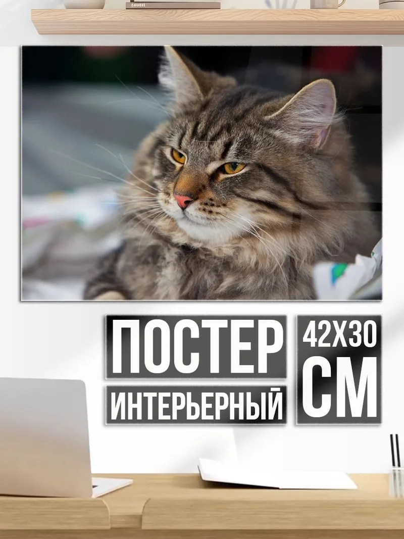 Постер Кот породы мейн-кун