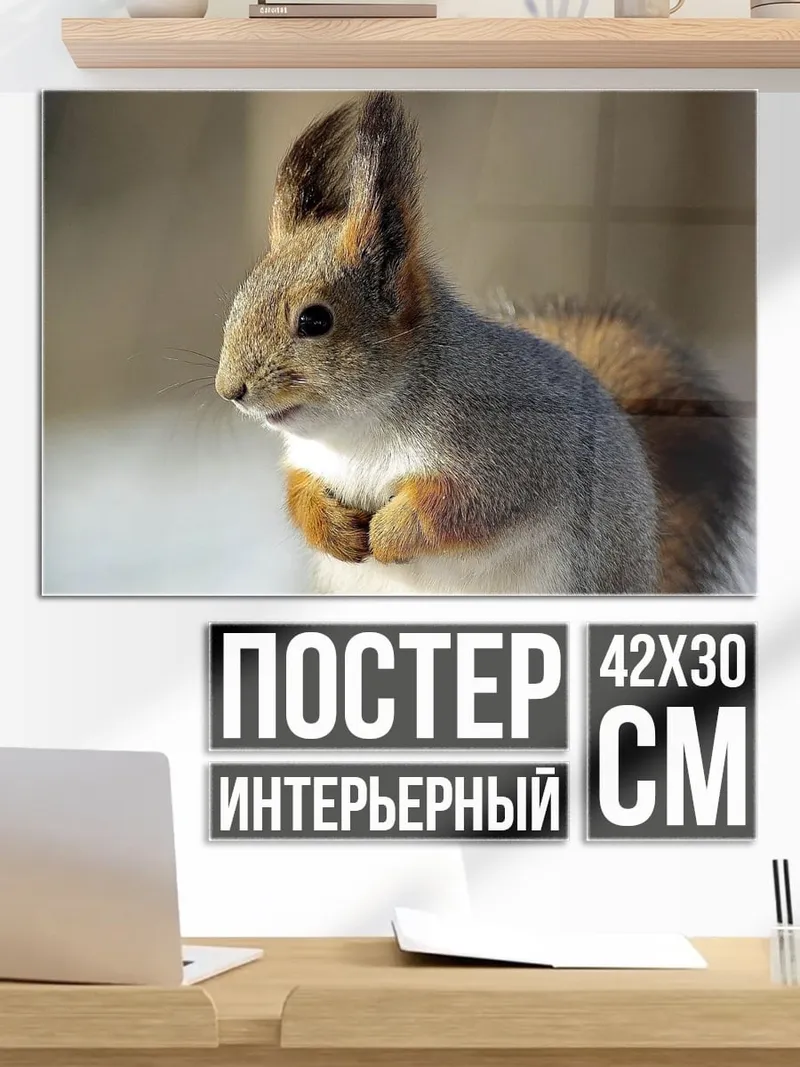 Постер Белка