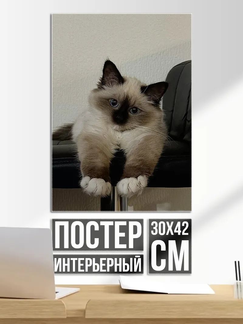 Постер Пушистый кот