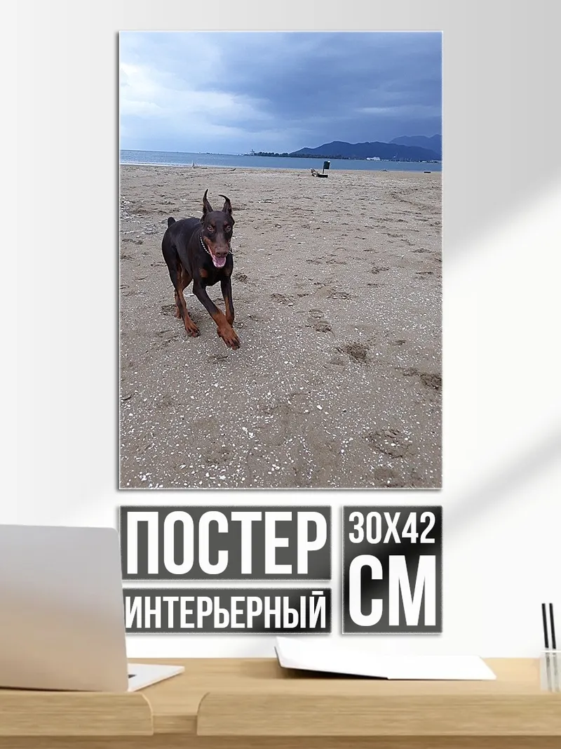 Постер Доберман на пляже