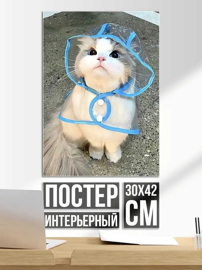 Постер Кот в дождевике