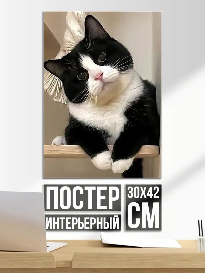 Постер Черно-белый кот