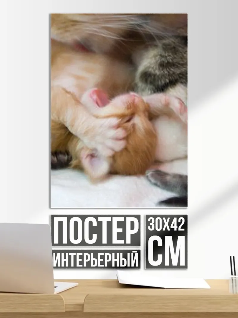 Постер Котята спят