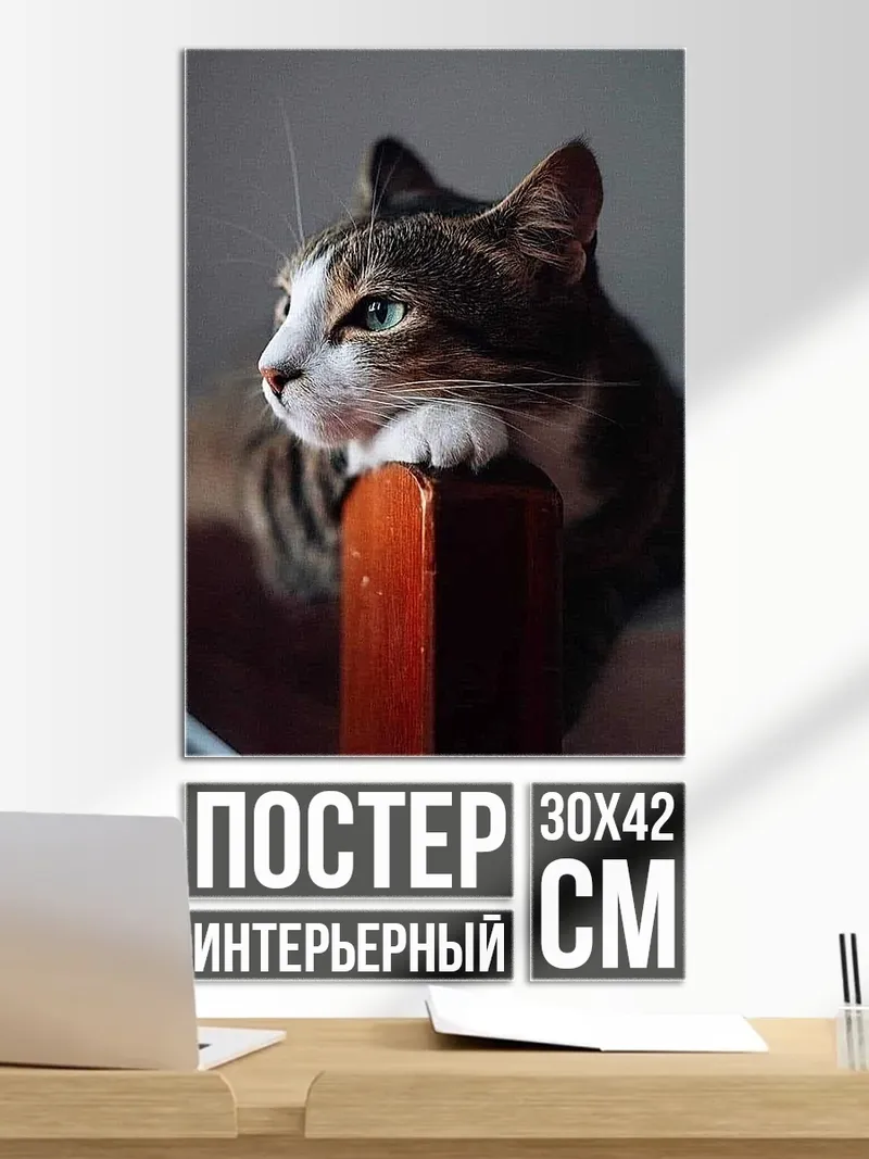 Постер Кот смотрит вдаль