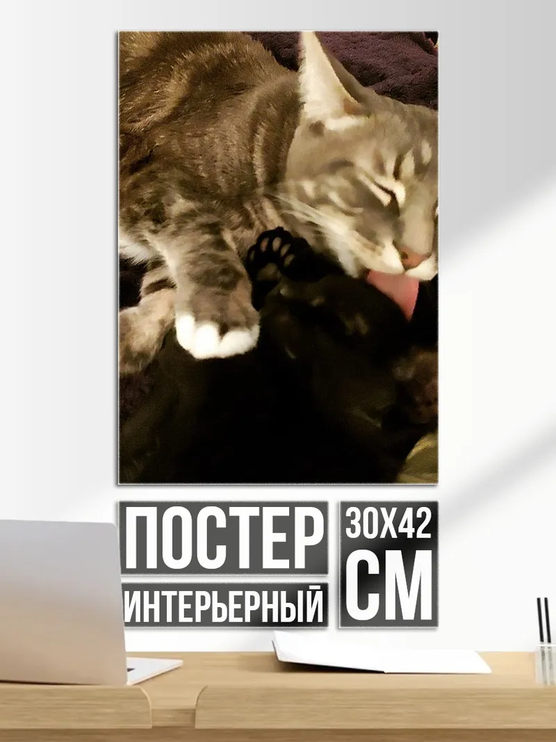 Постер Два кота