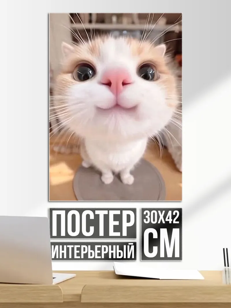 Постер Кот крупным планом