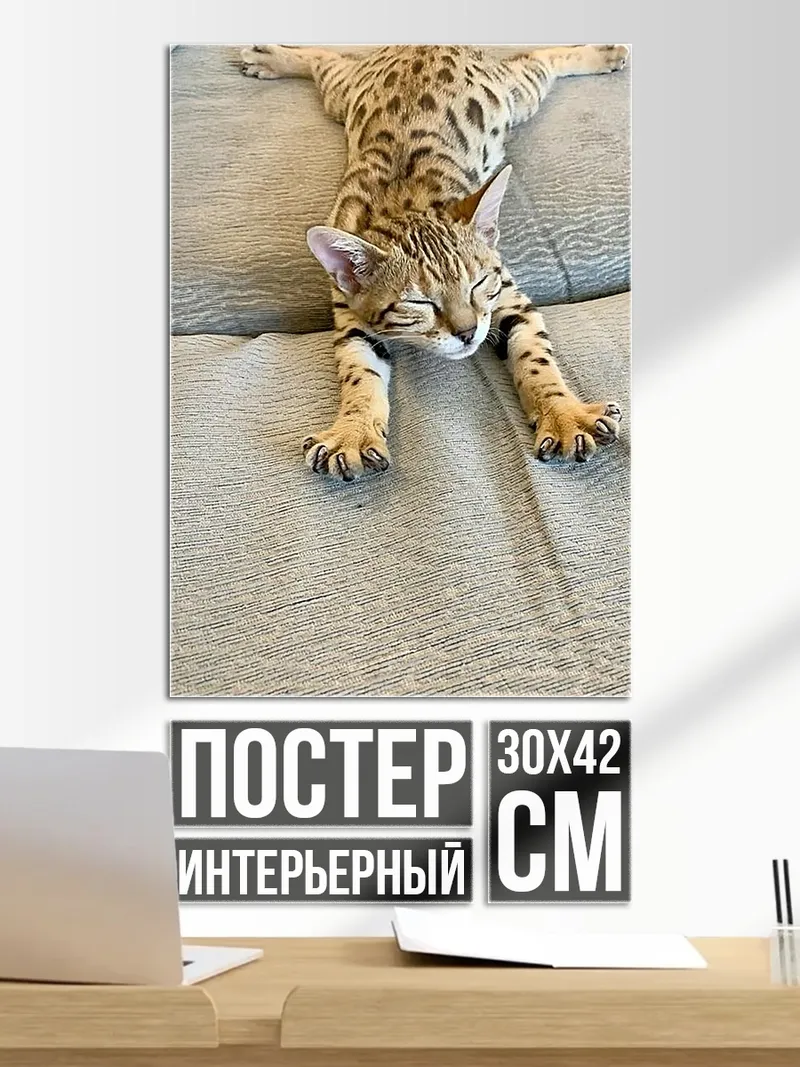 Постер Ленивый бенгальский кот