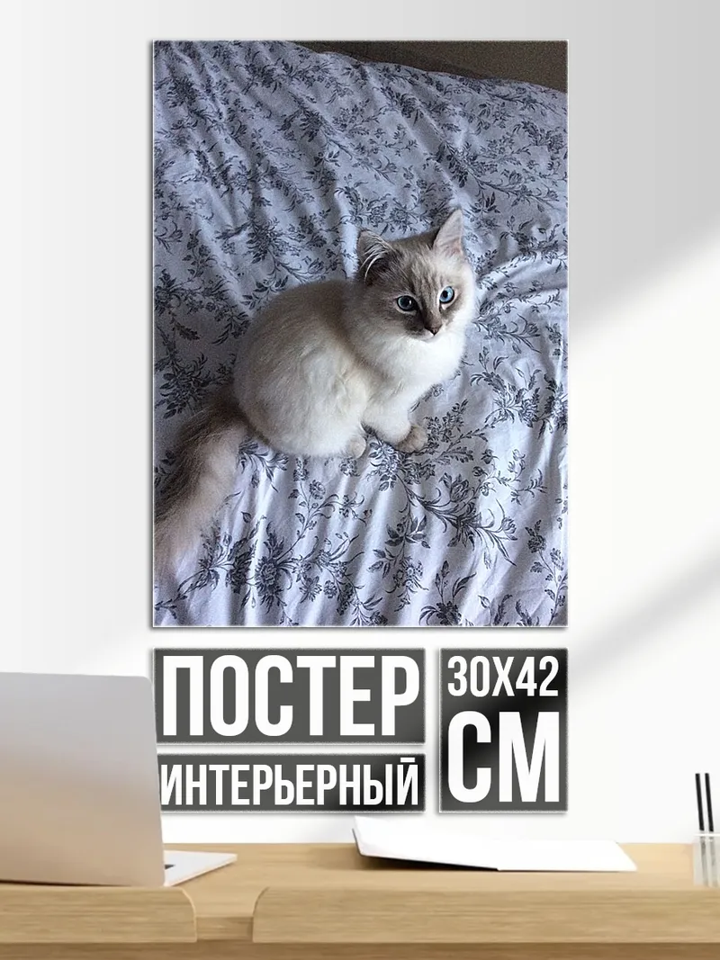 Постер Кот на кровати