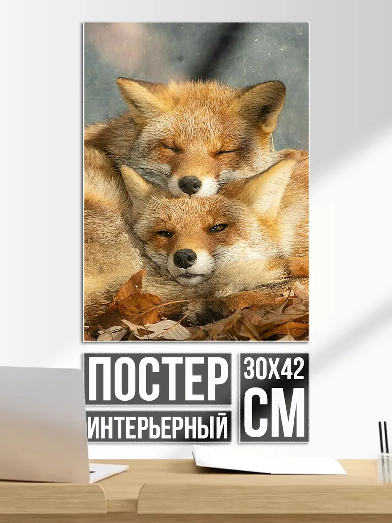 Постер Две лисы спят