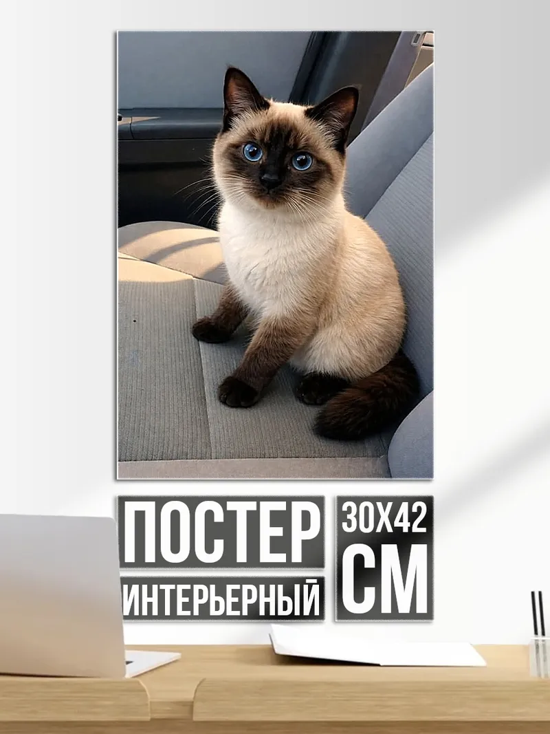 Постер Сиамский котенок