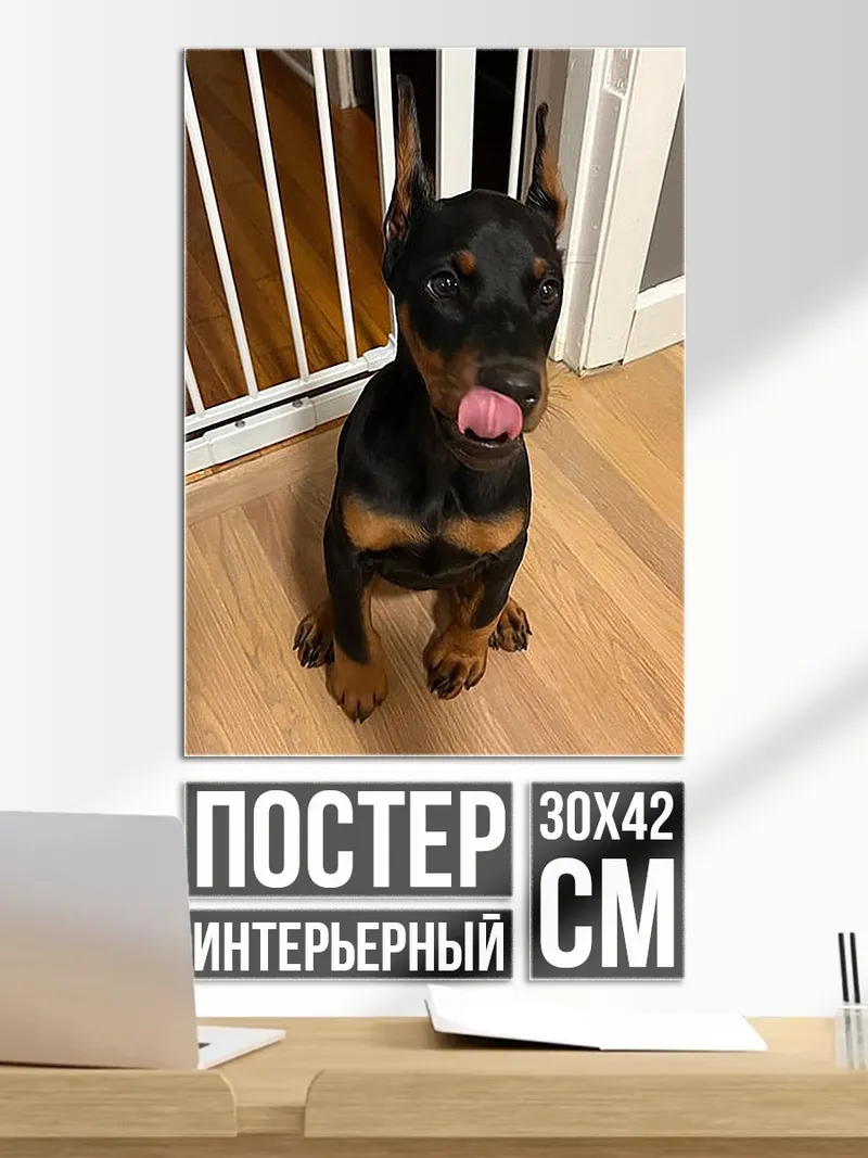 Постер Щенок добермана лижет нос