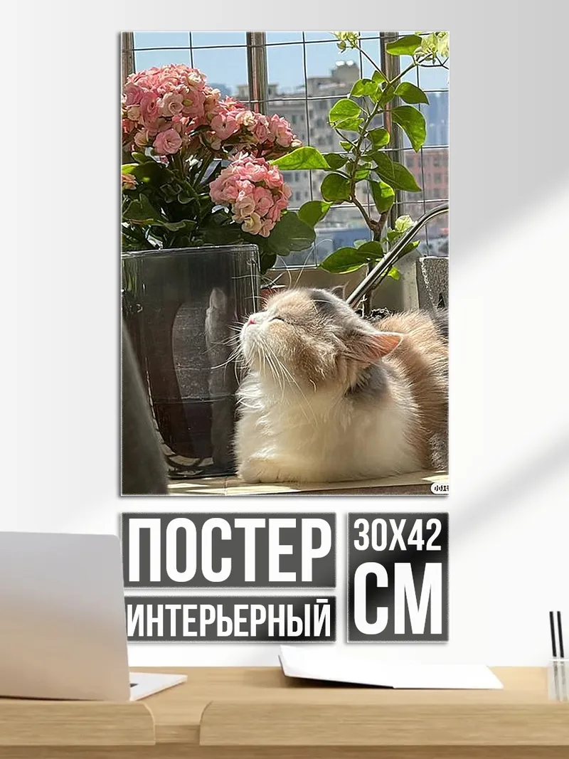 Постер Кот у окна