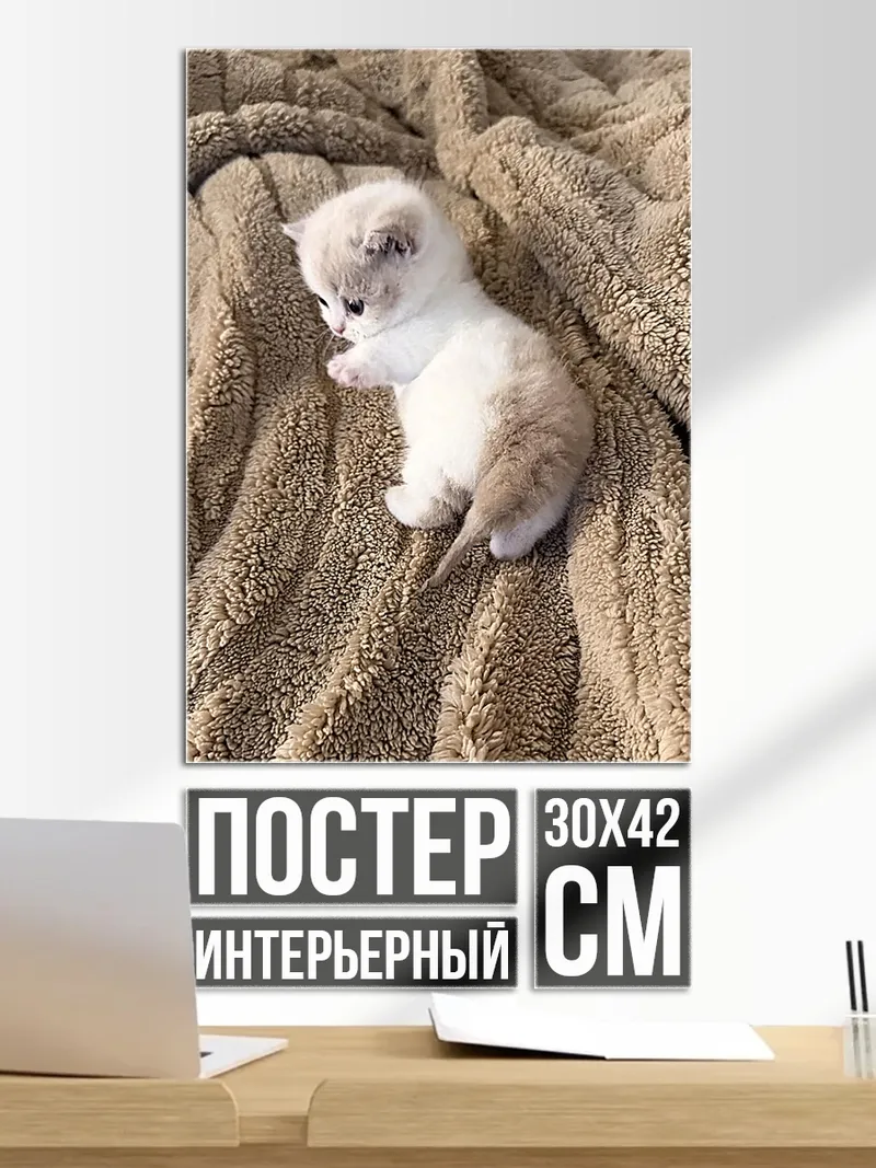 Постер Милый котенок на пледе