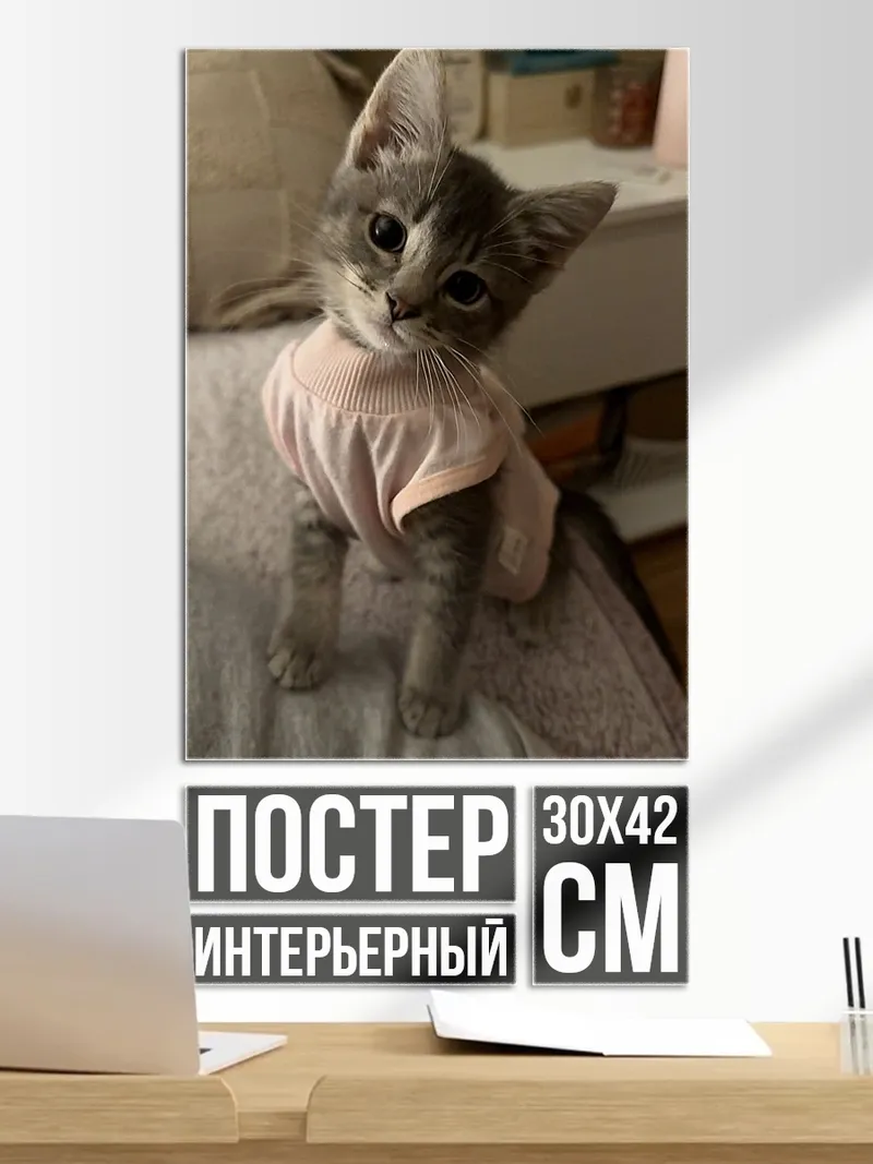Постер Котёнок в розовом