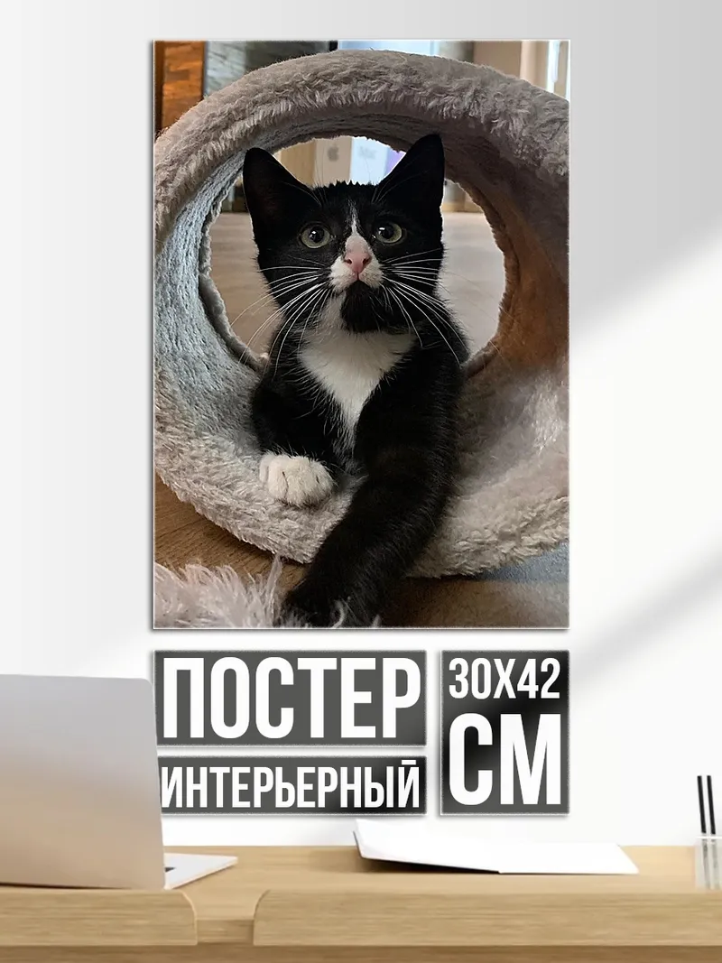 Постер Черный кот в круге
