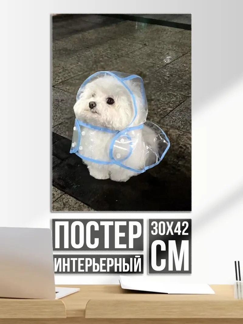 Постер Пудель в дождевике