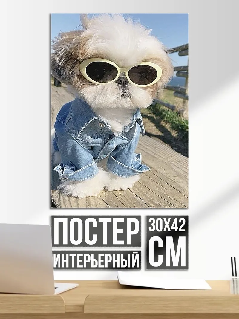 Постер Ши-тцу в очках