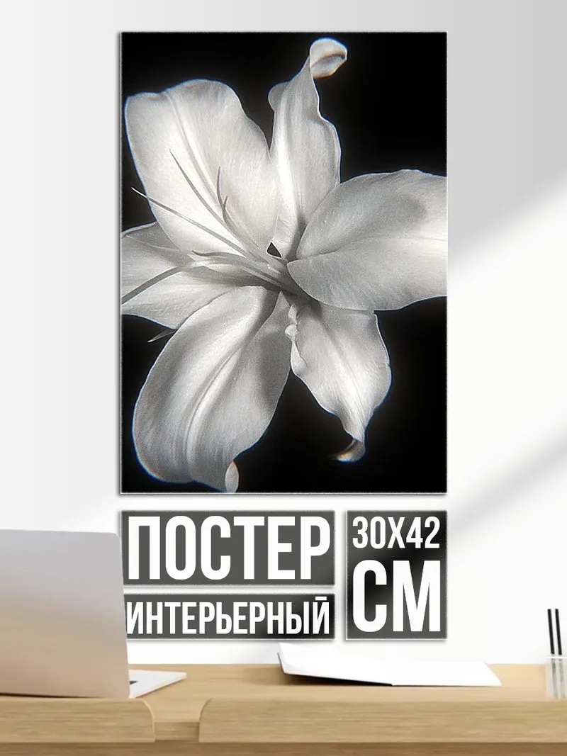 Постер Белая лилия