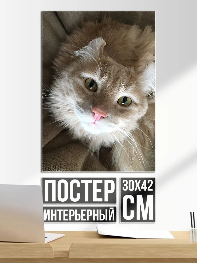 Постер Рыжий кот смотрит вверх