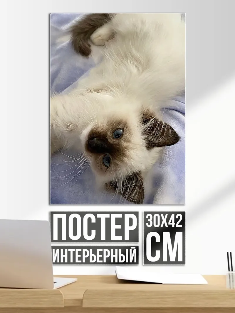 Постер Пушистый кот лежит