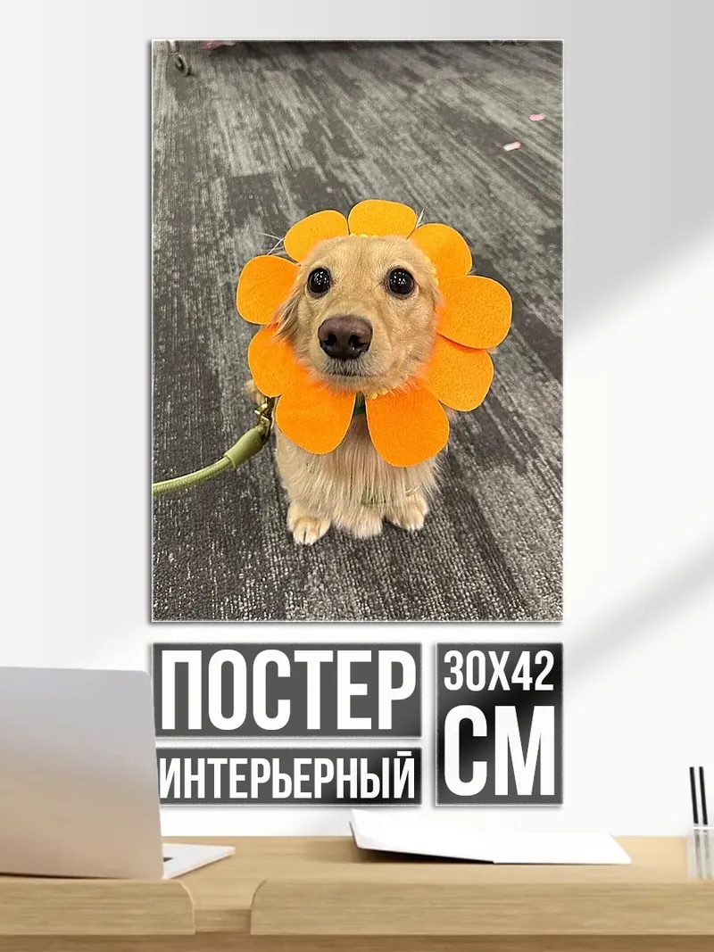 Постер Собака в костюме цветка