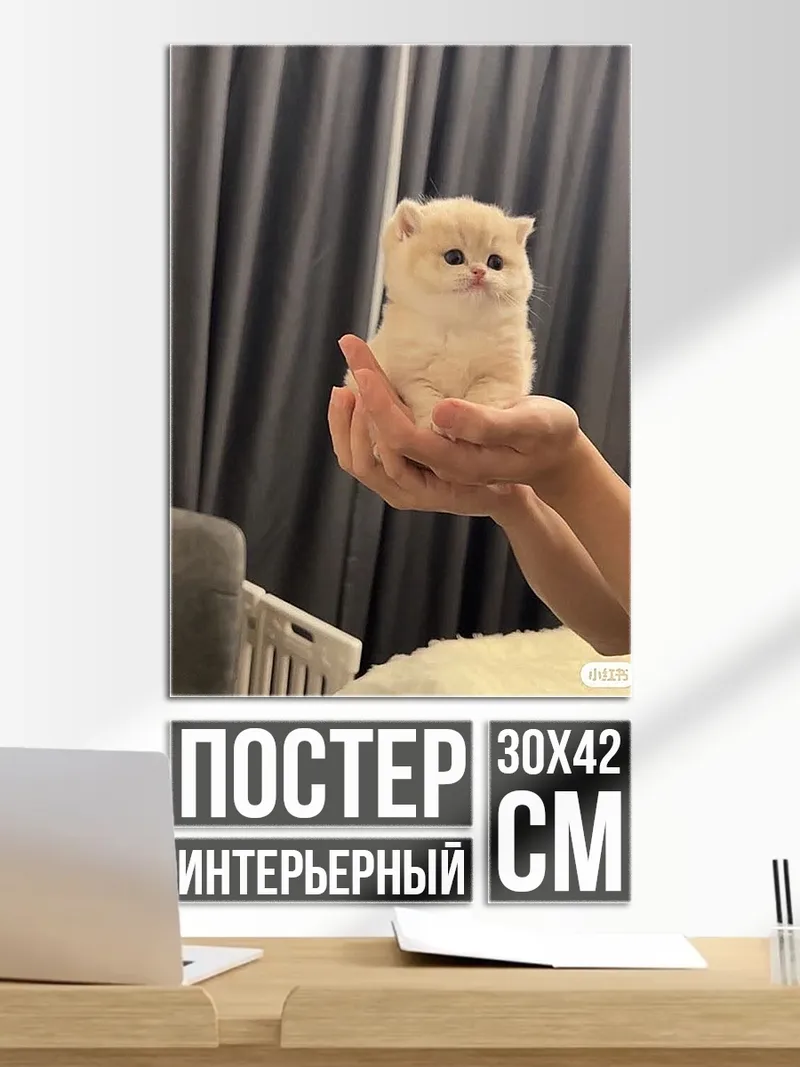 Постер Милый котенок в руках
