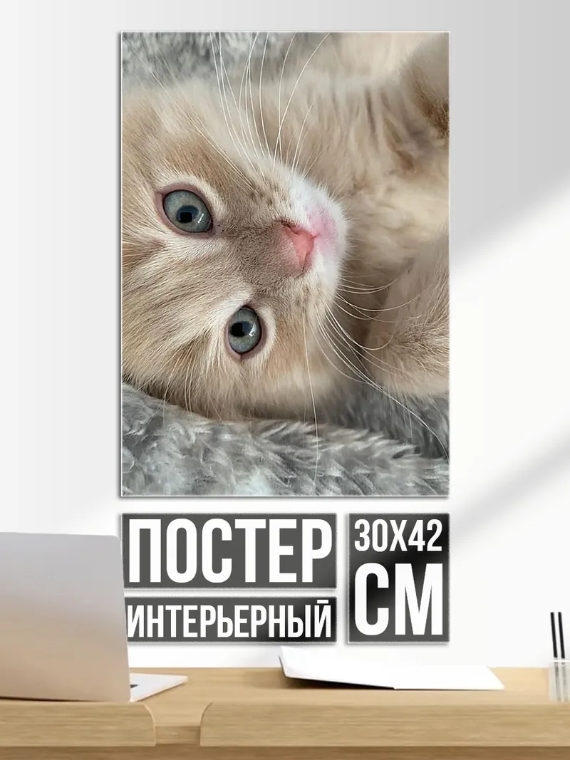 Постер Пушистый котенок