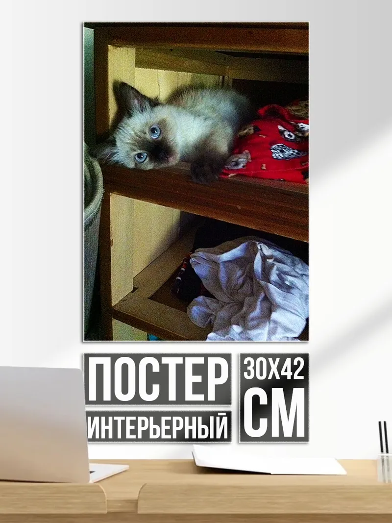 Постер Котёнок на полке