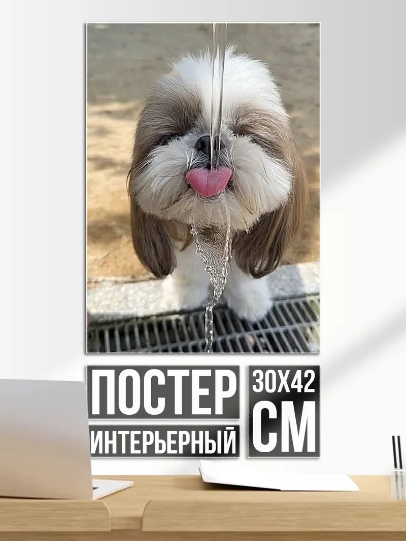 Постер Шиба ину пьет воду