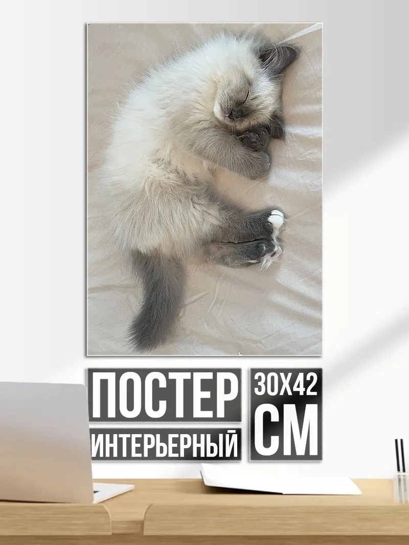 Постер Спящий котенок