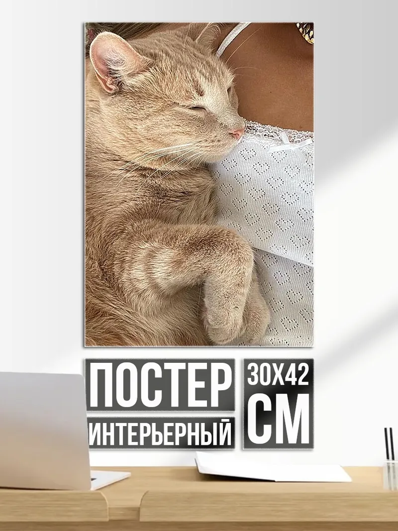 Постер Спящий кот