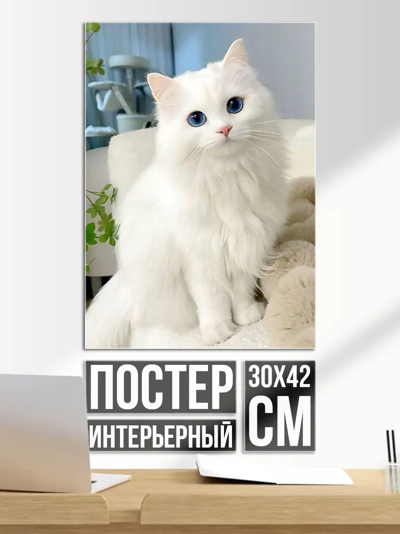 Постер Белый кот