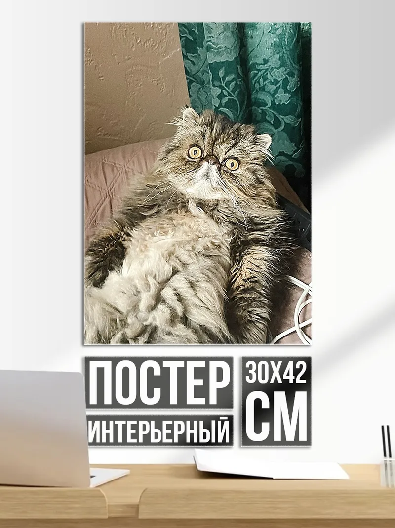 Постер Пушистый кот на диване