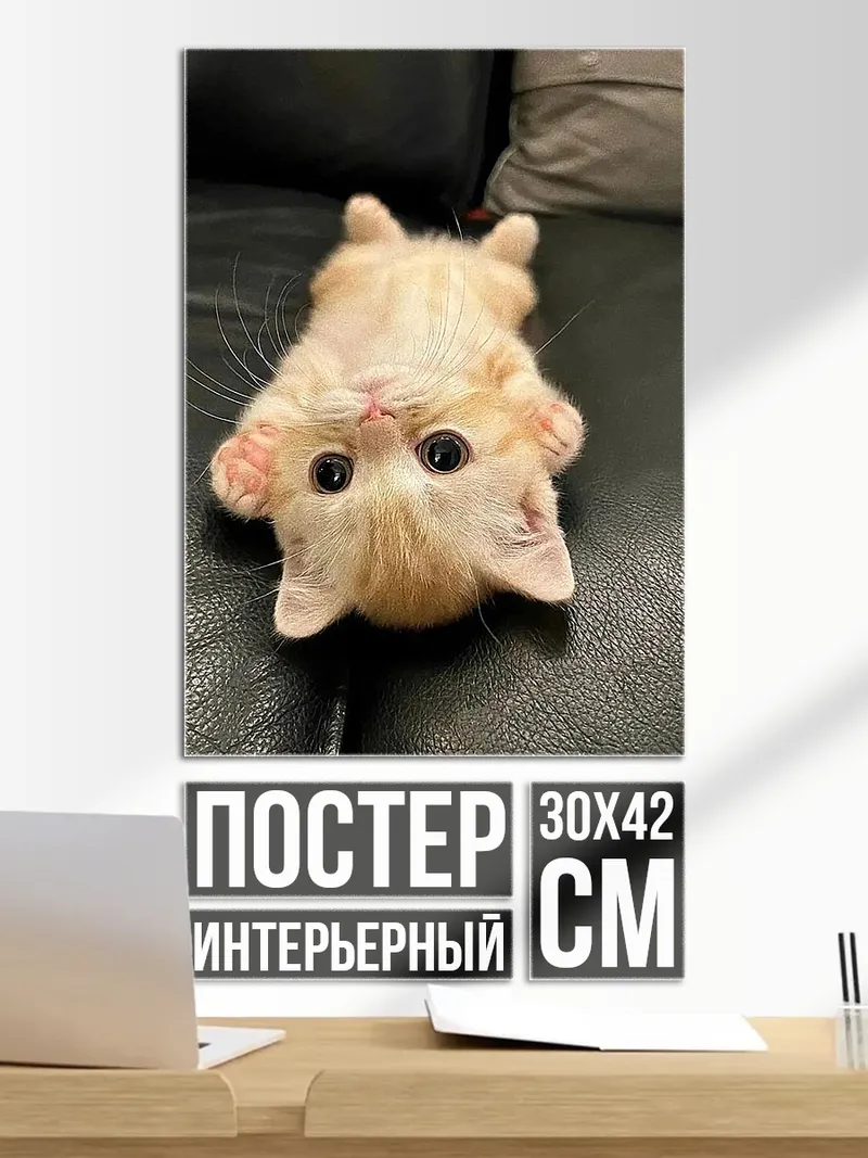 Постер Кот лежит на спине