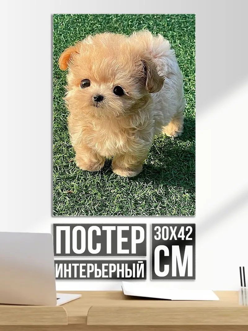 Постер Милый щенок пудель