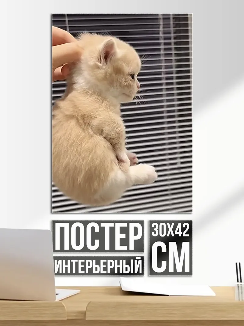 Постер Маленький котенок на руках
