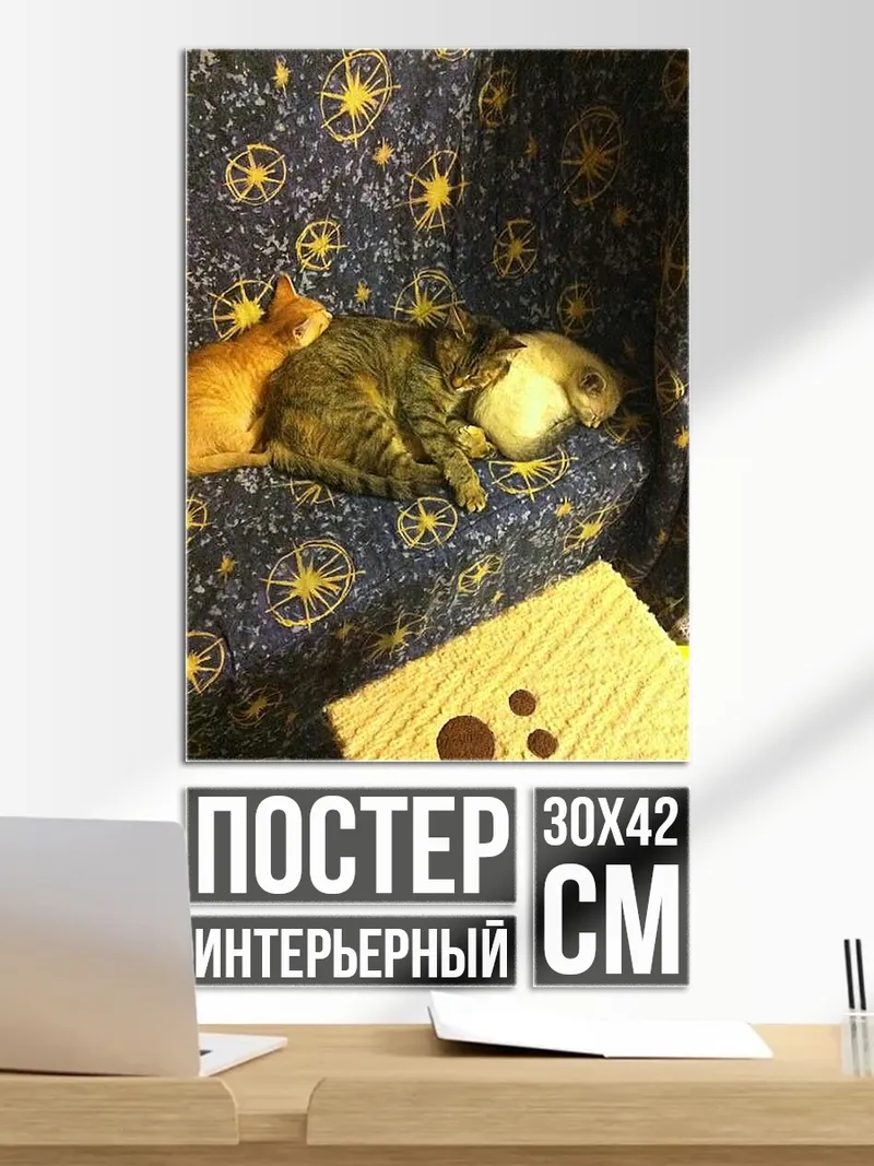 Постер Два кота спят