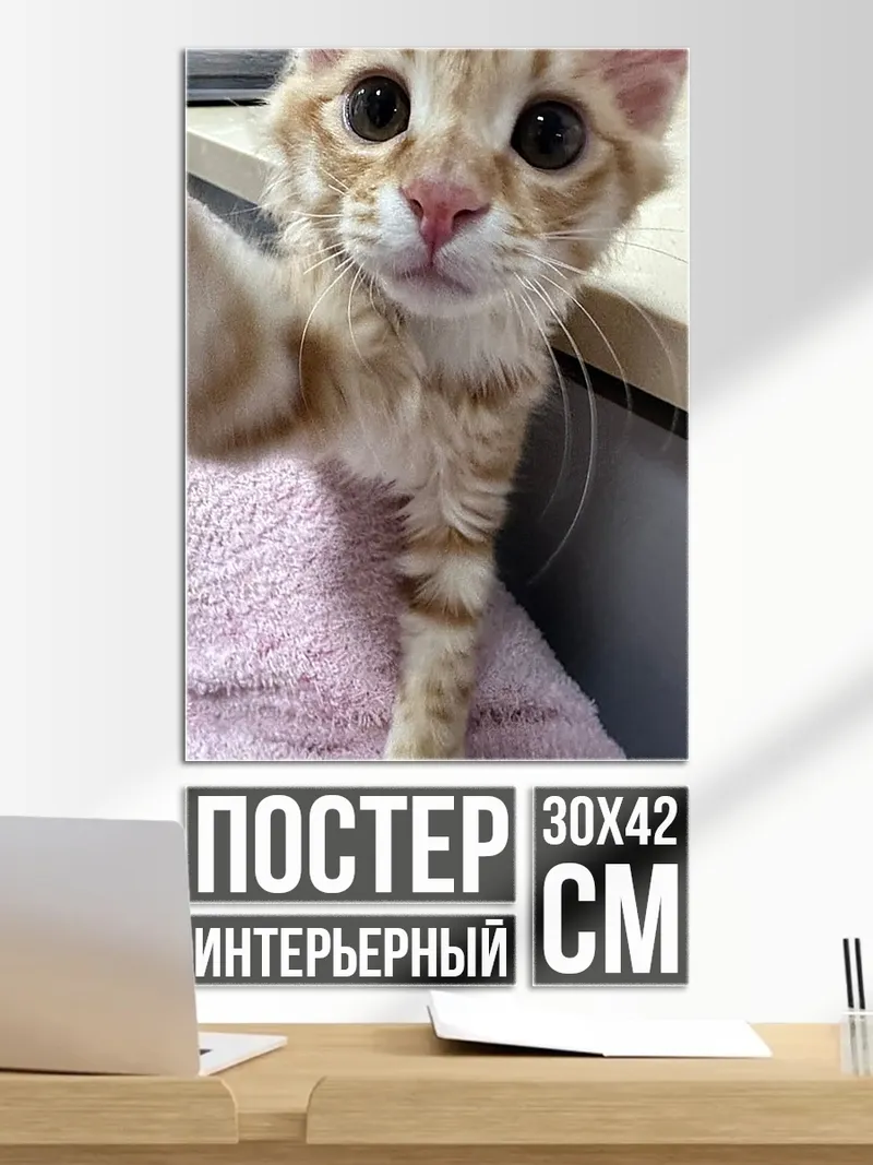 Постер Кот делает селфи