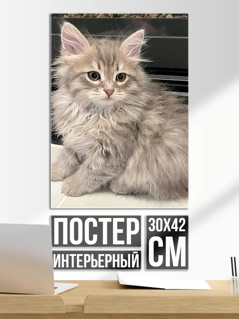 Постер Пушистый котёнок сидит