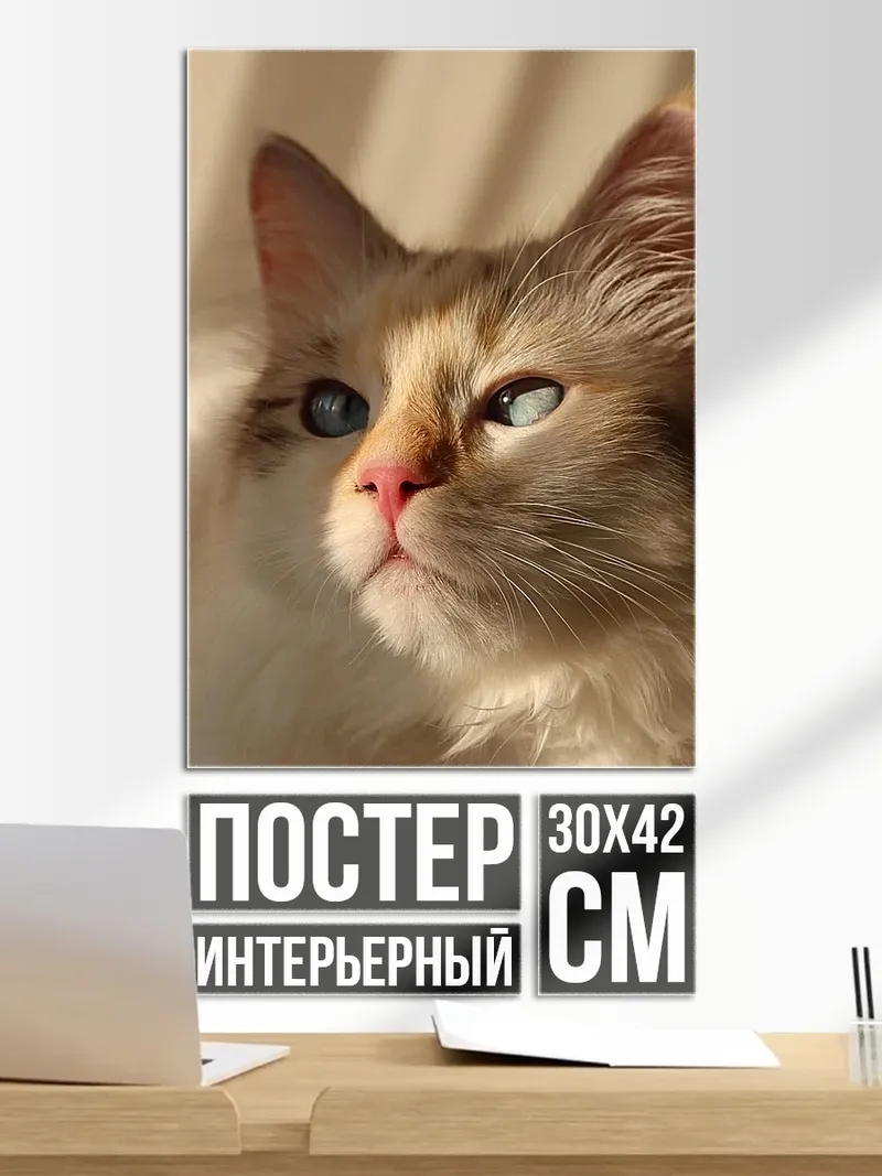 Постер Кошка с голубыми глазами