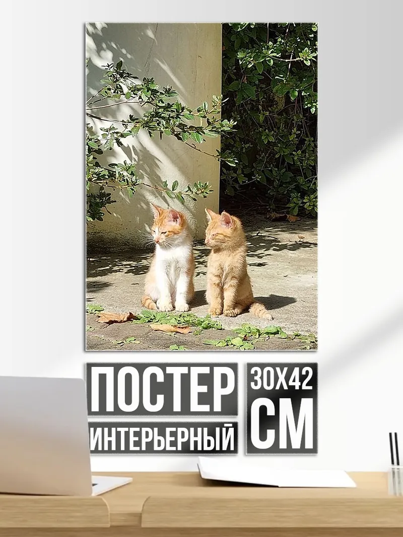 Постер Два котенка на солнце