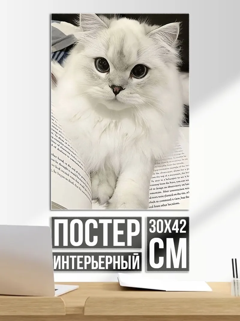 Постер Белый пушистый кот