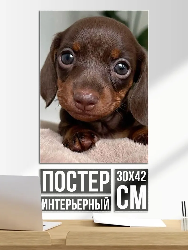 Постер Щенячьи глазки