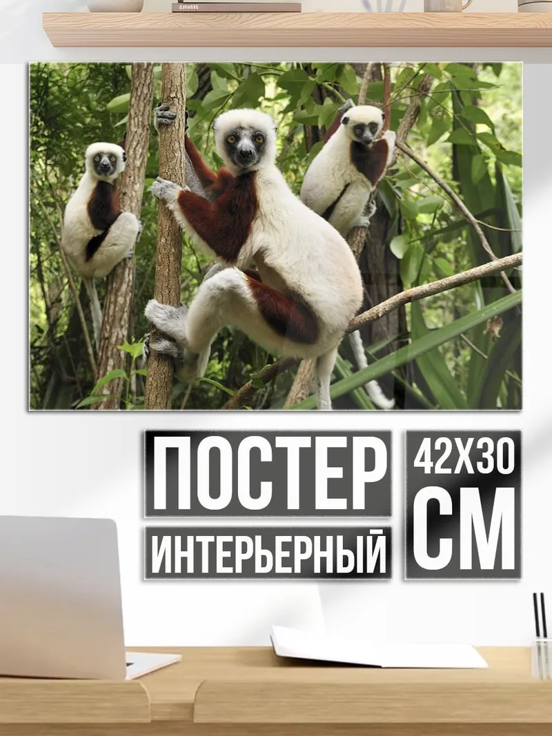 Постер Лемуры в джунглях