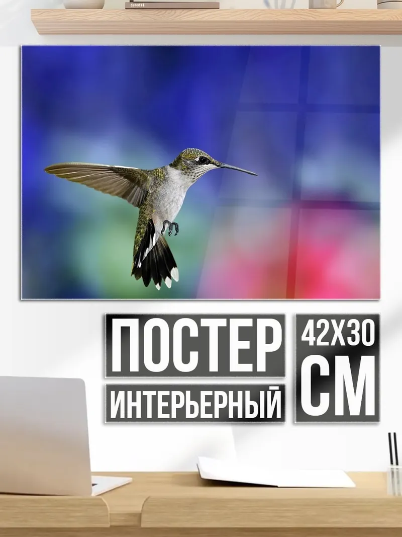 Постер Колибри в полете