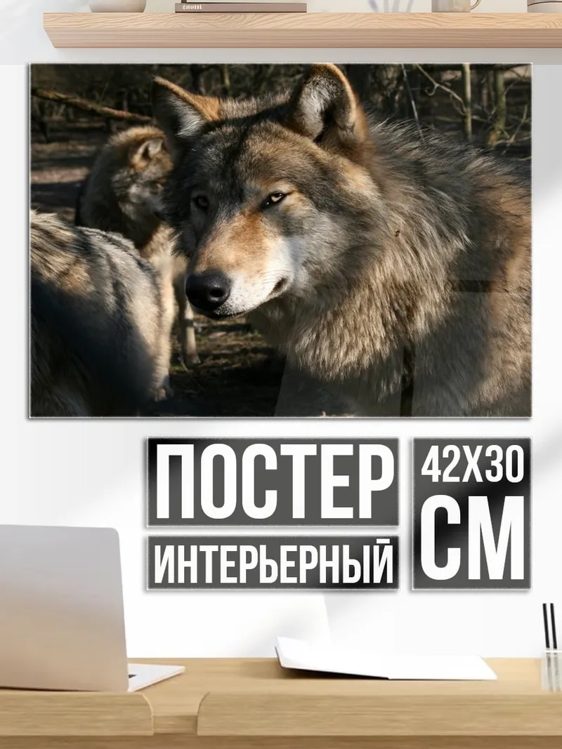 Постер Стая волков