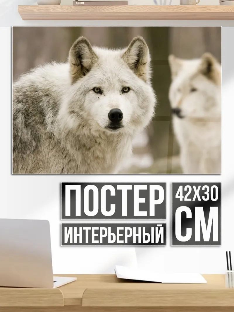 Постер Белый волк