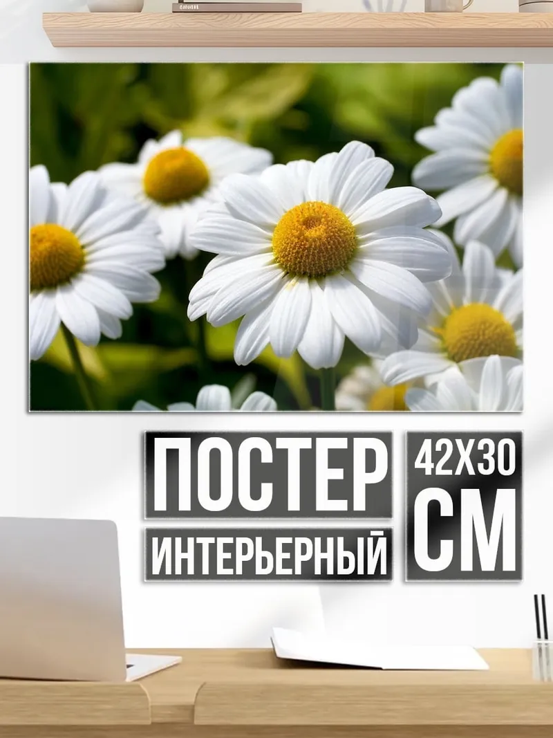 Постер Белые ромашки